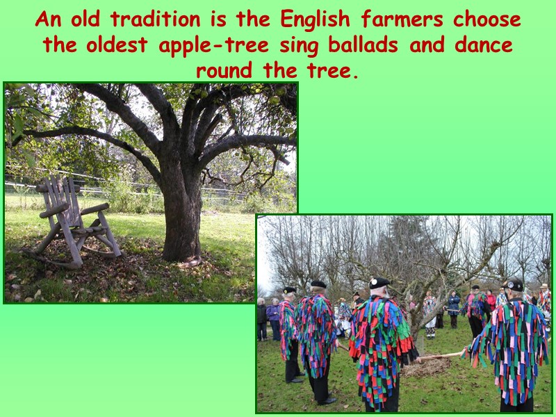 An old tradition is the English farmers choose the oldest apple-tree sing ballads and